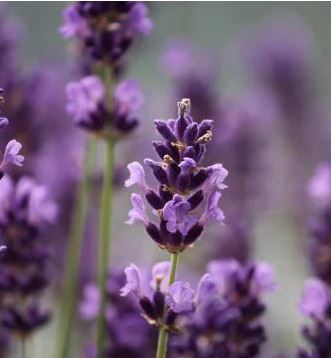 Lavender Cottagecore Garden Plants