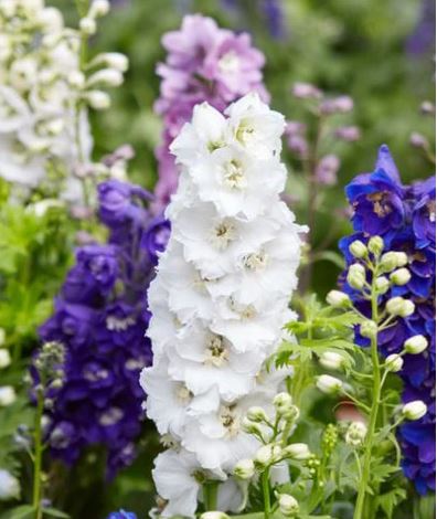 Delphinium Cottagecore Garden Plants