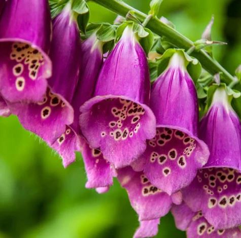 Foxglove