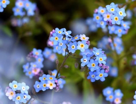 Forget-Me-Not