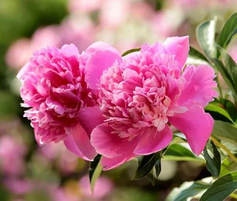 Peony