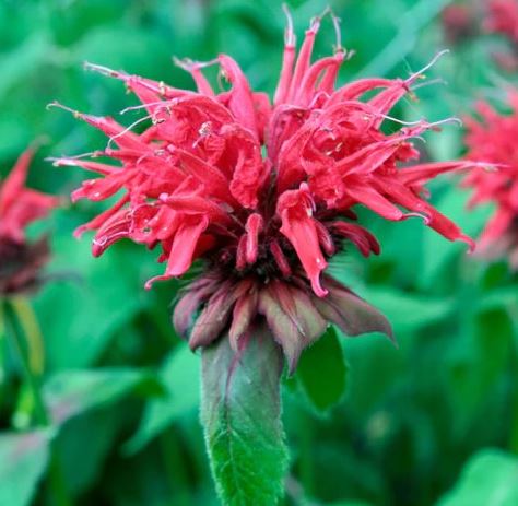 Bee Balm