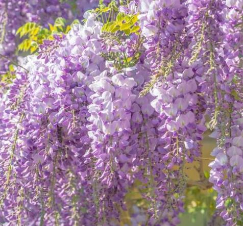 Wisteria