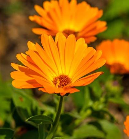 Calendula