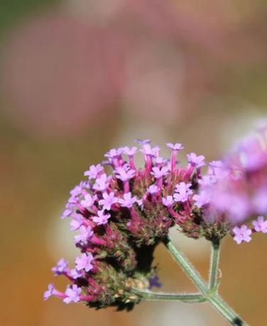 Verbena