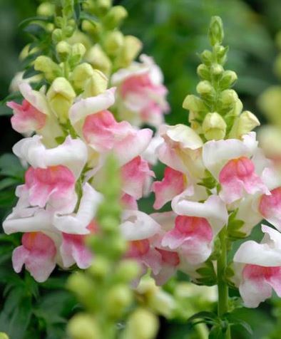 Snapdragon