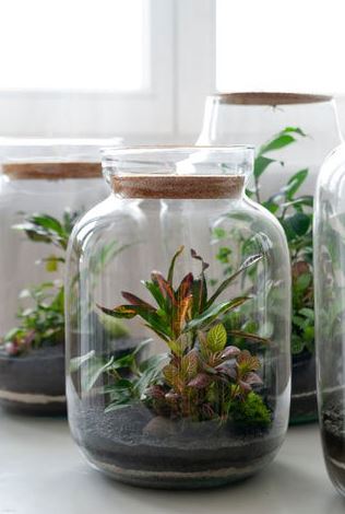 Create A Succulent Terrarium