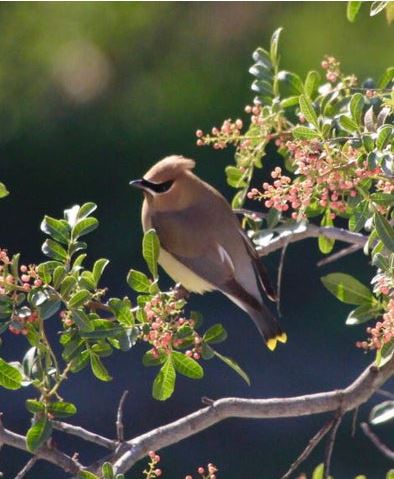 cottagecore things to do birdwatching