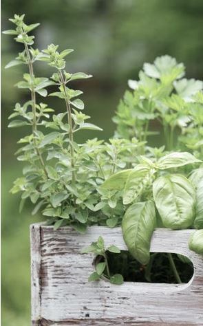 Start An Heirloom Herb Garden