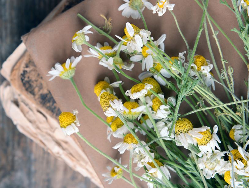 how to dry flowers inside books: guide