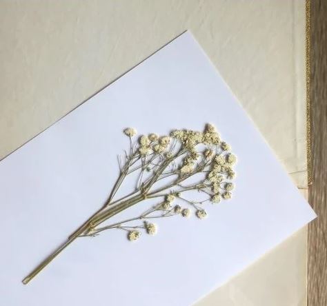 how to dry flowers inside books 