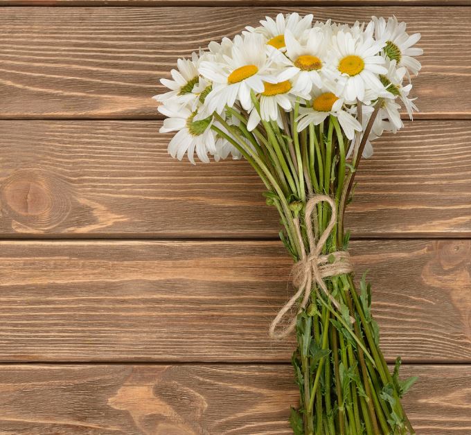 how to dry flowers inside books: daisies