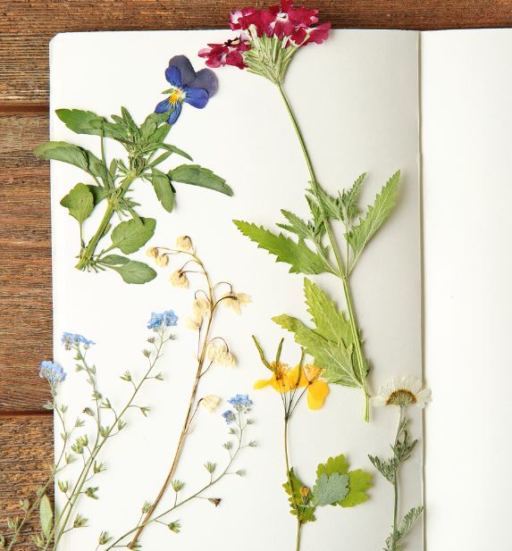 how to dry flowers inside books: uneven drying