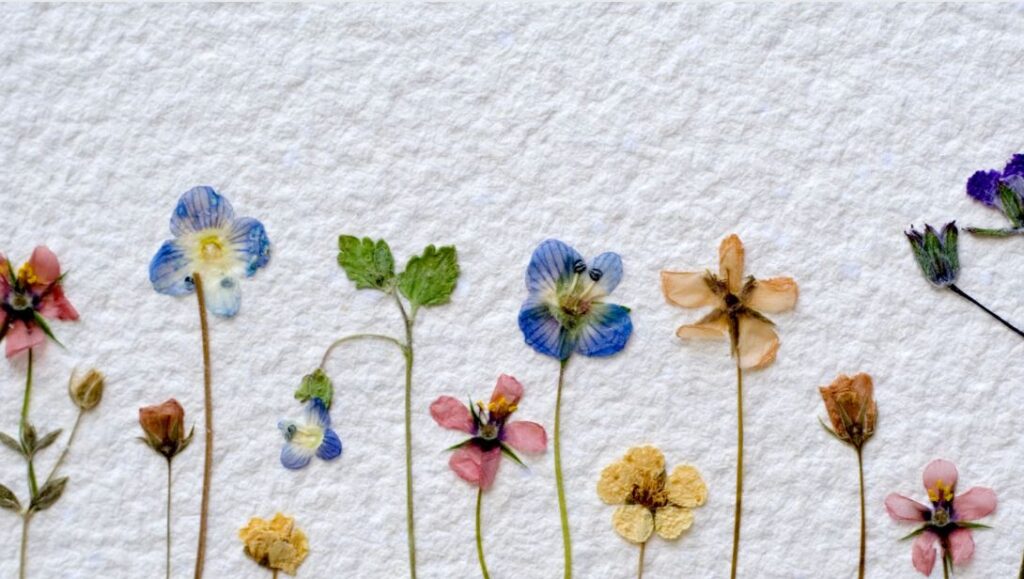 how to dry flowers inside books 