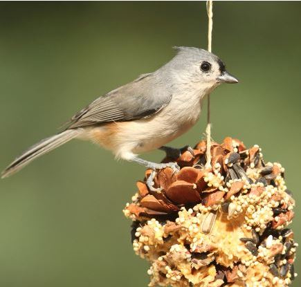 nature inspired crafts: bird feeders