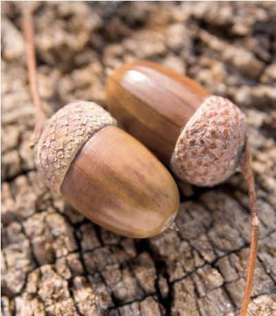 nature inspired crafts acorns