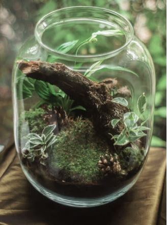 nature inspired crafts terrarium