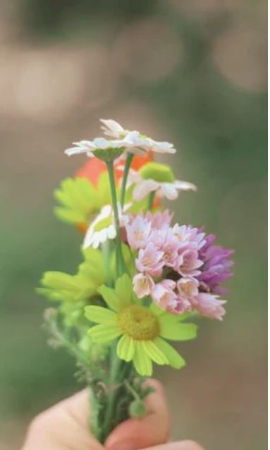 pick wildflowers