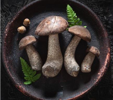 Realistic Polymer Clay Mushrooms