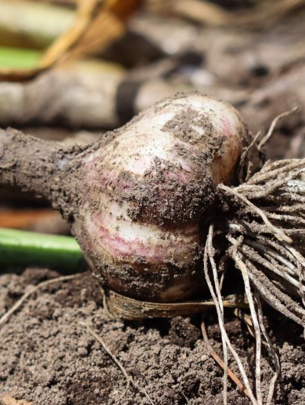 How To Grow Garlic