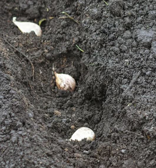 Plant the Cloves