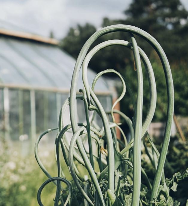 How do you know when garlic is ready to harvest?