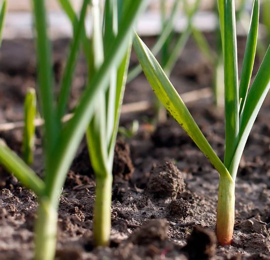 Can garlic be grown in containers?