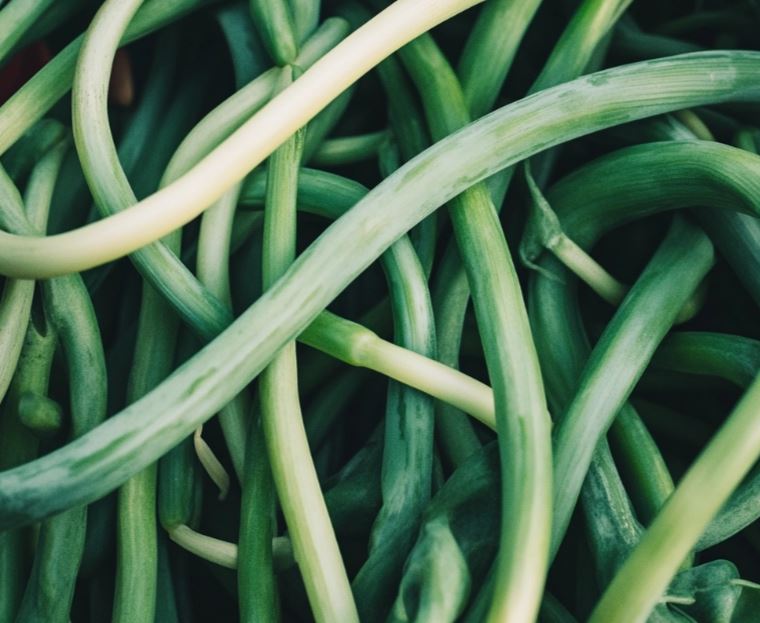 How do you know when garlic is ready to harvest?