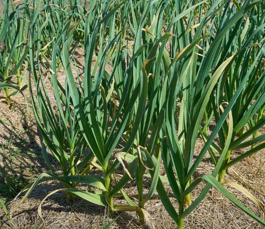 Tips for planting garlic