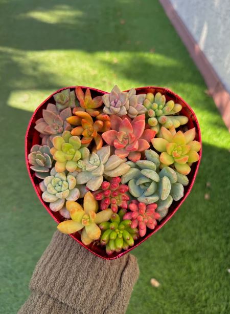Succulent Gift Box
