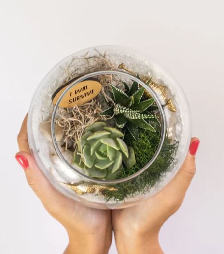Live Succulent Terrarium